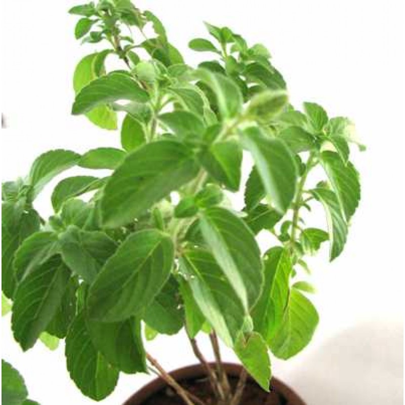 KapoorTulsi